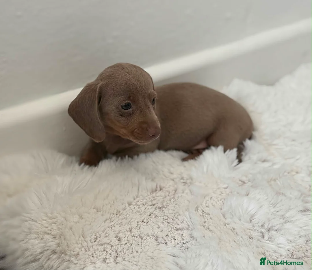 Miniature Dachshund dogs for sale: 3 stunning dachshund puppies  - Advert 2