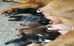 Mixed Breed dogs for sale: Olde English Bulldogge/Staffy bull Collie mix - Image 8