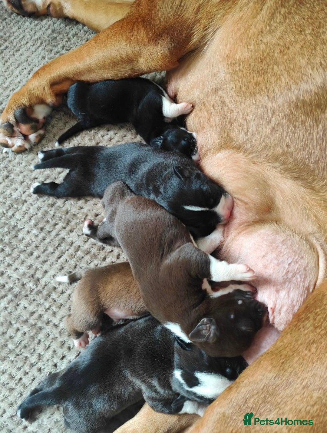 Mixed Breed dogs for sale: Olde English Bulldogge/Staffy bull Collie mix - Image 8