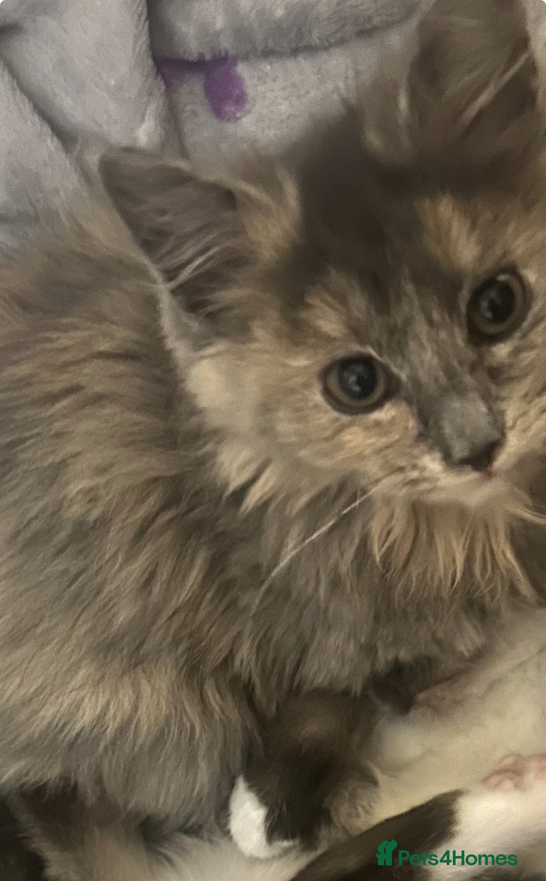 Mixed Breed cats for sale: 3 female kittens - Advert 2