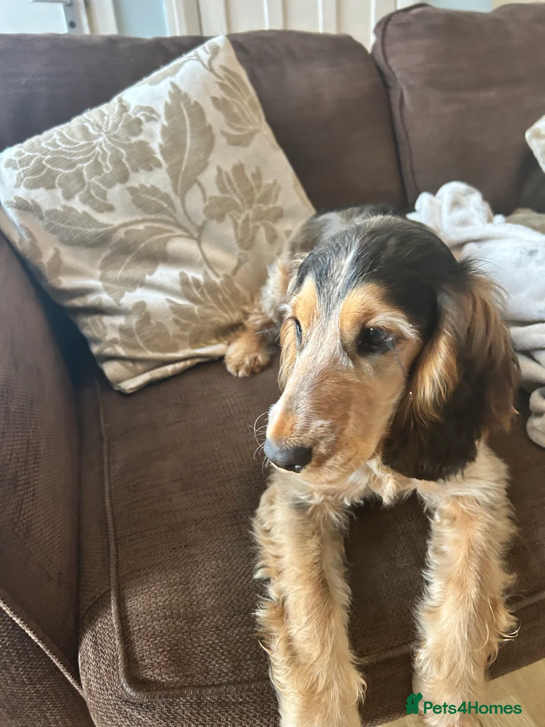 Cocker Spaniel dogs for sale: 9 month old Cocker Spaniel looking for new home.  - Advert 4