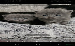 British Longhair cats for sale: 2 beautiful grey kittens - Image 2