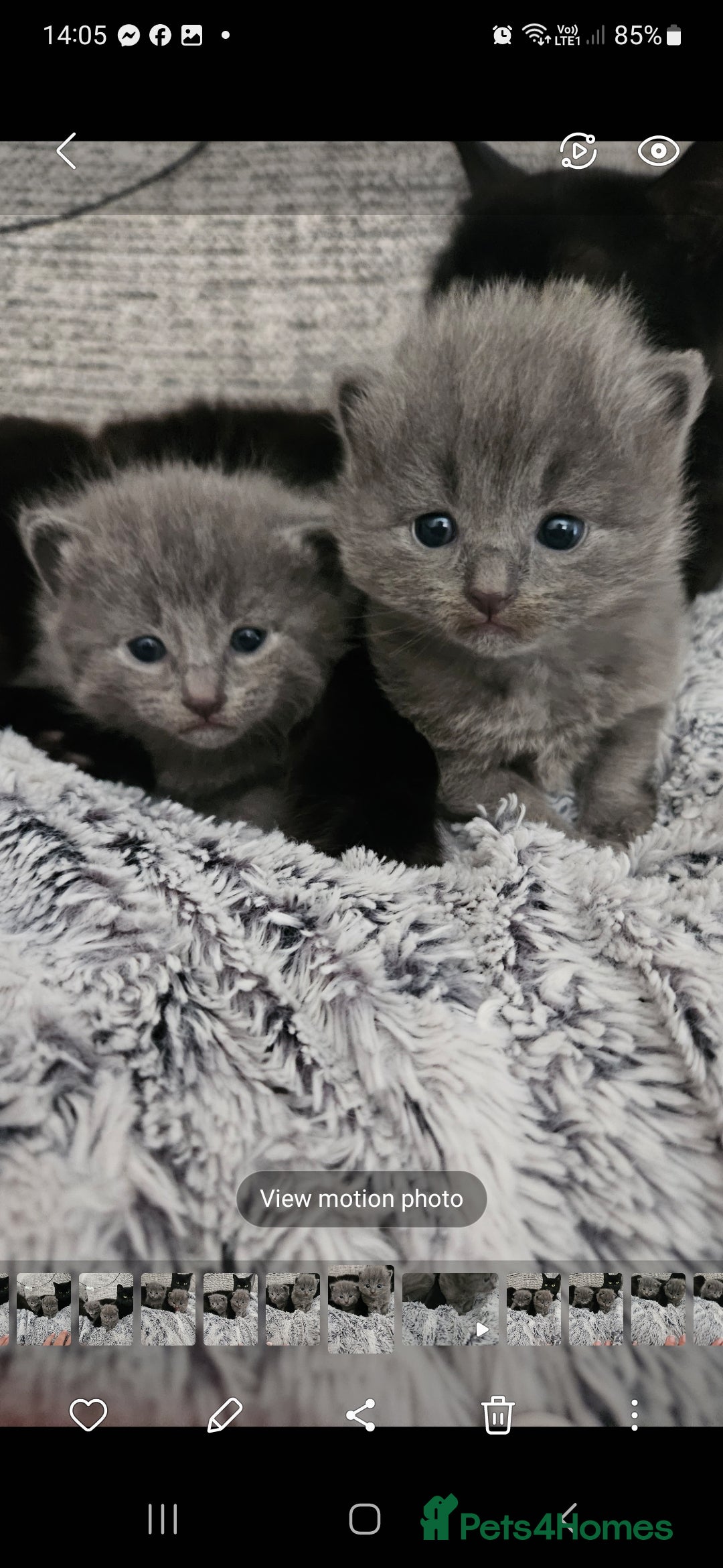 British Longhair cats for sale: 2 beautiful grey kittens - Image 2