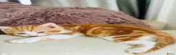 British Longhair cats for sale: Kittens - Advert 3