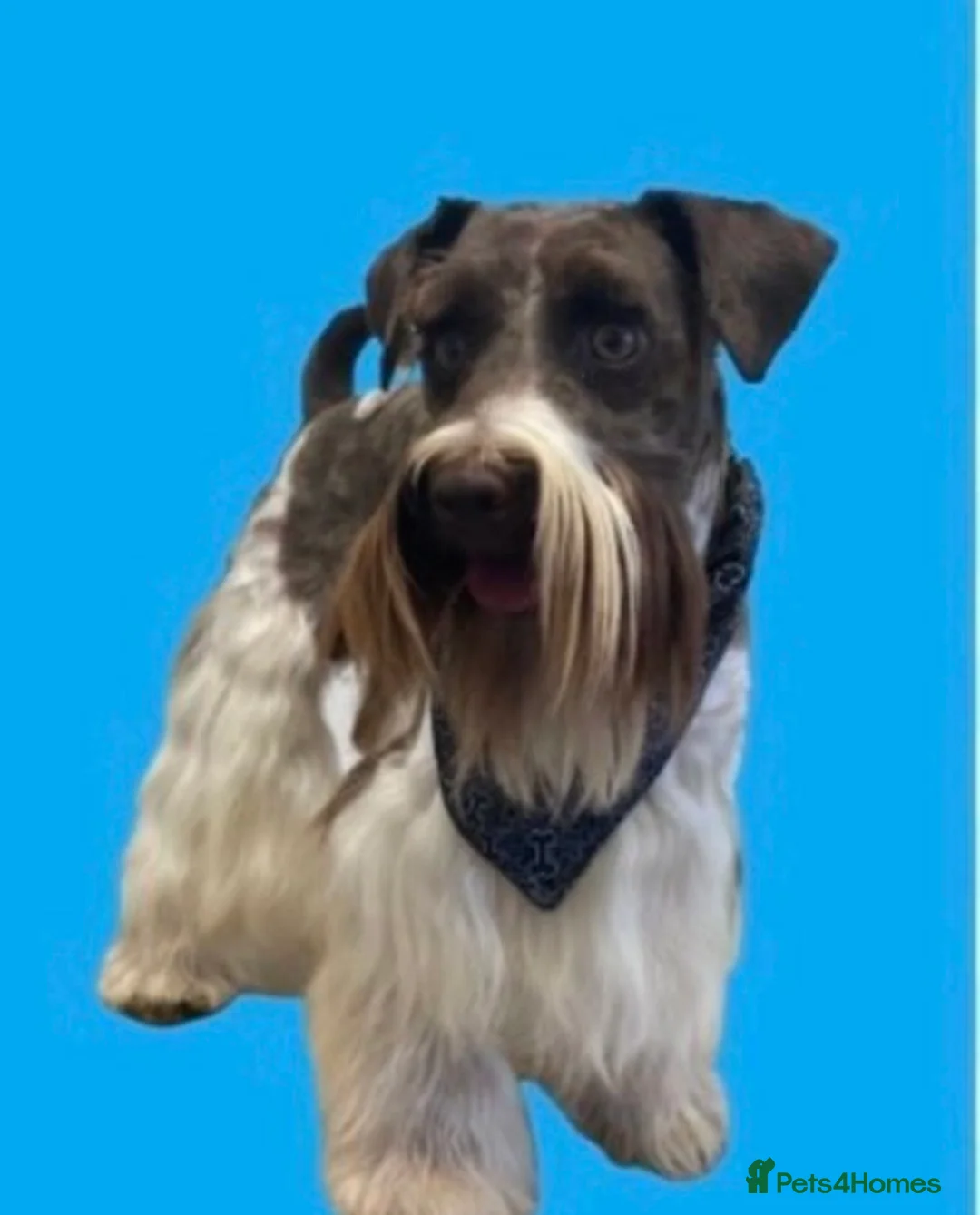 Poodle dogs for stud: KC CHOCOLATE AND WHITE SCHNAUZER STUD MAC +BVA 👍 in Coventry - Advert 17