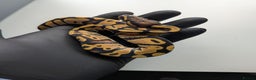 Python Snake reptiles for sale: Multiple royals available  - Advert 12