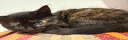 Mixed Breed cats for sale: Adorable Kittens Available to a Loving Home - Advert 6