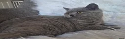 British Shorthair cats for sale: Beautiful Blue Male Kitten  - Advert 14