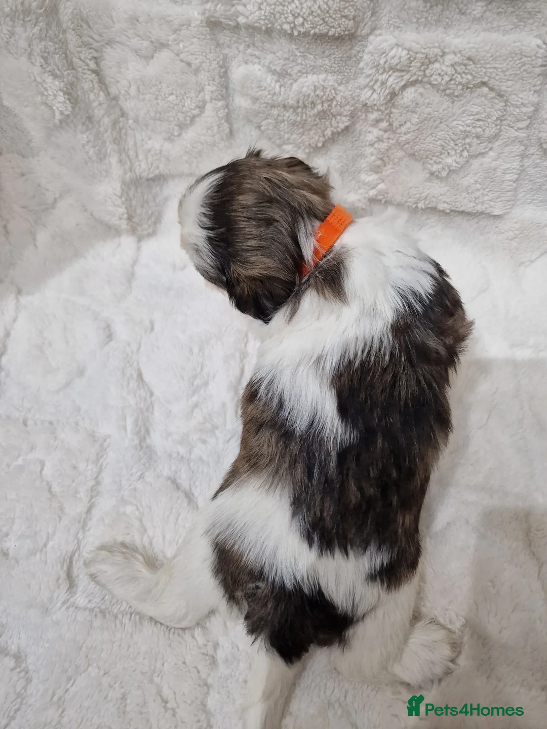 Shih Tzu dogs for sale: Pure breed Shih Tzu puppy - Advert 22