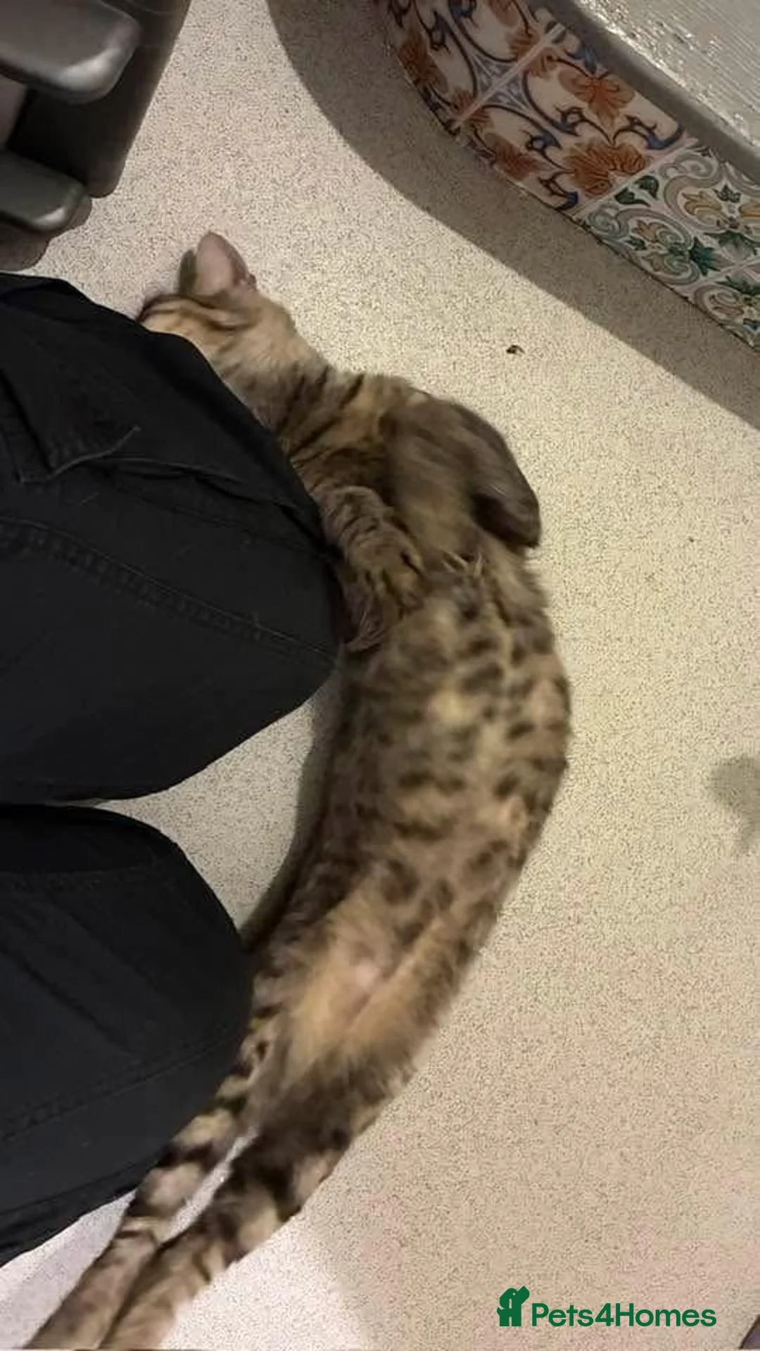 Domestic Shorthair cats for sale:  1-YEAR-OLD TABBY LOOKING FOR A FOREVER HOME 🐾💗 - Advert 2