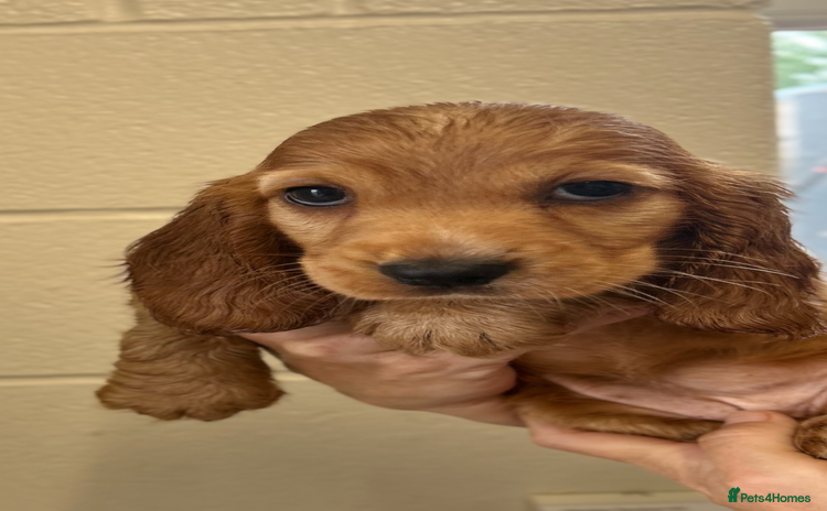 Cocker Spaniel dogs - Advert 1