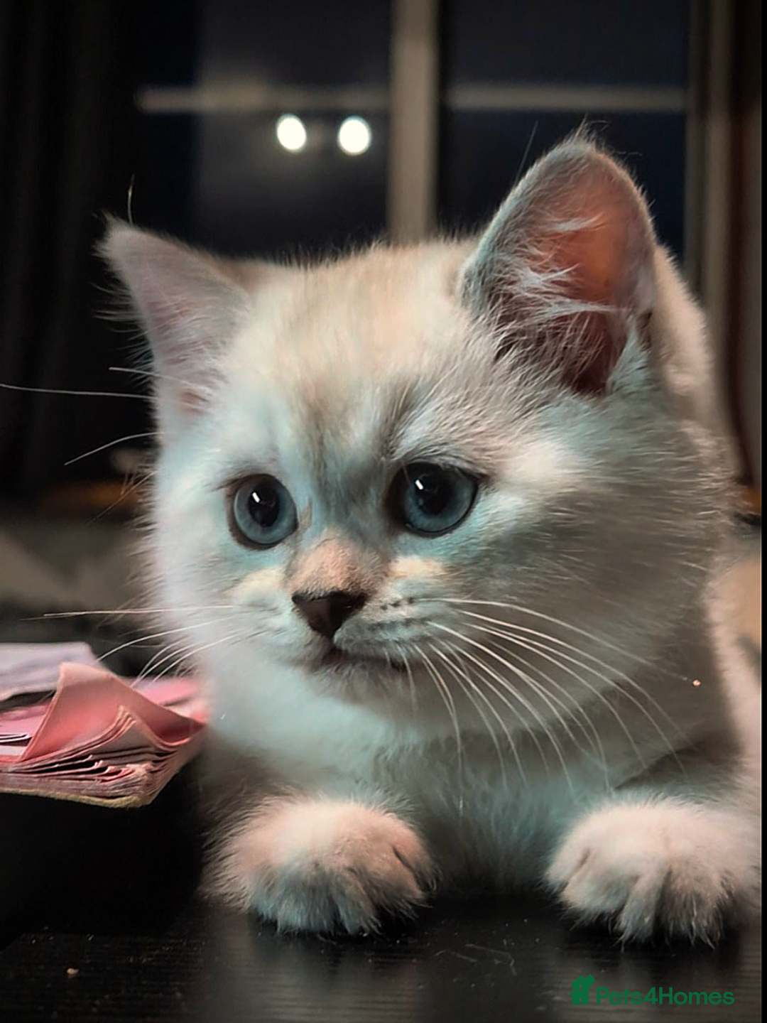 British Shorthair cats for sale: 💙❤️COLORPOINT 🐾BSH 🏆GCCF & TICA reg - Image 13