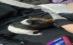 Guinea Pig rodents for sale: Rehoming My Two Loving Guinea Pigs❤️ - Image 3