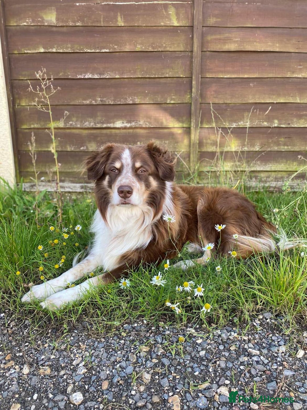 Border Collie dogs for sale: Border collie puppies  - Image 5