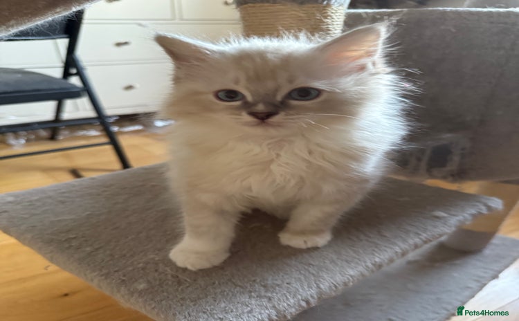 Ragdoll cats - Advert 4