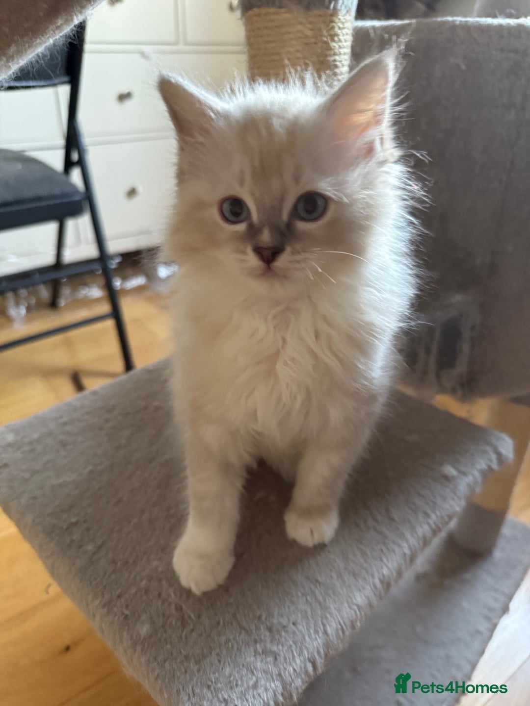 Ragdoll cats for sale: Two beautiful kittens - Image 1