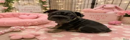 French Bulldog dogs for sale: KC registered French Bulldog puppies - Advert 8