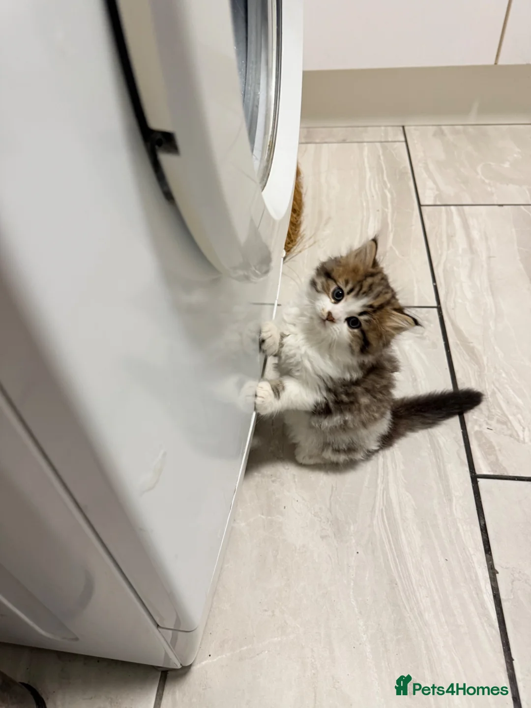 British Longhair cats for sale: Ready to leave kittens  - Advert 1