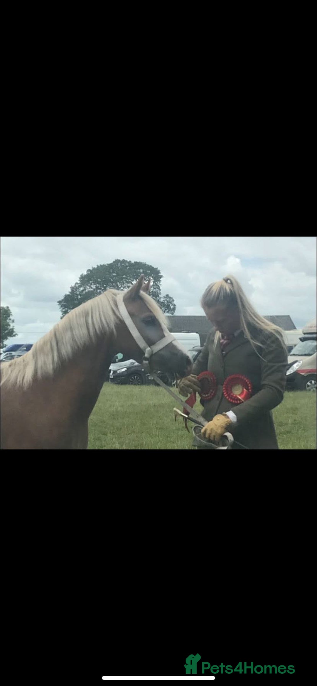 Welsh Section A horses for sale: 4 yr old welsh sec A filly - Image 6