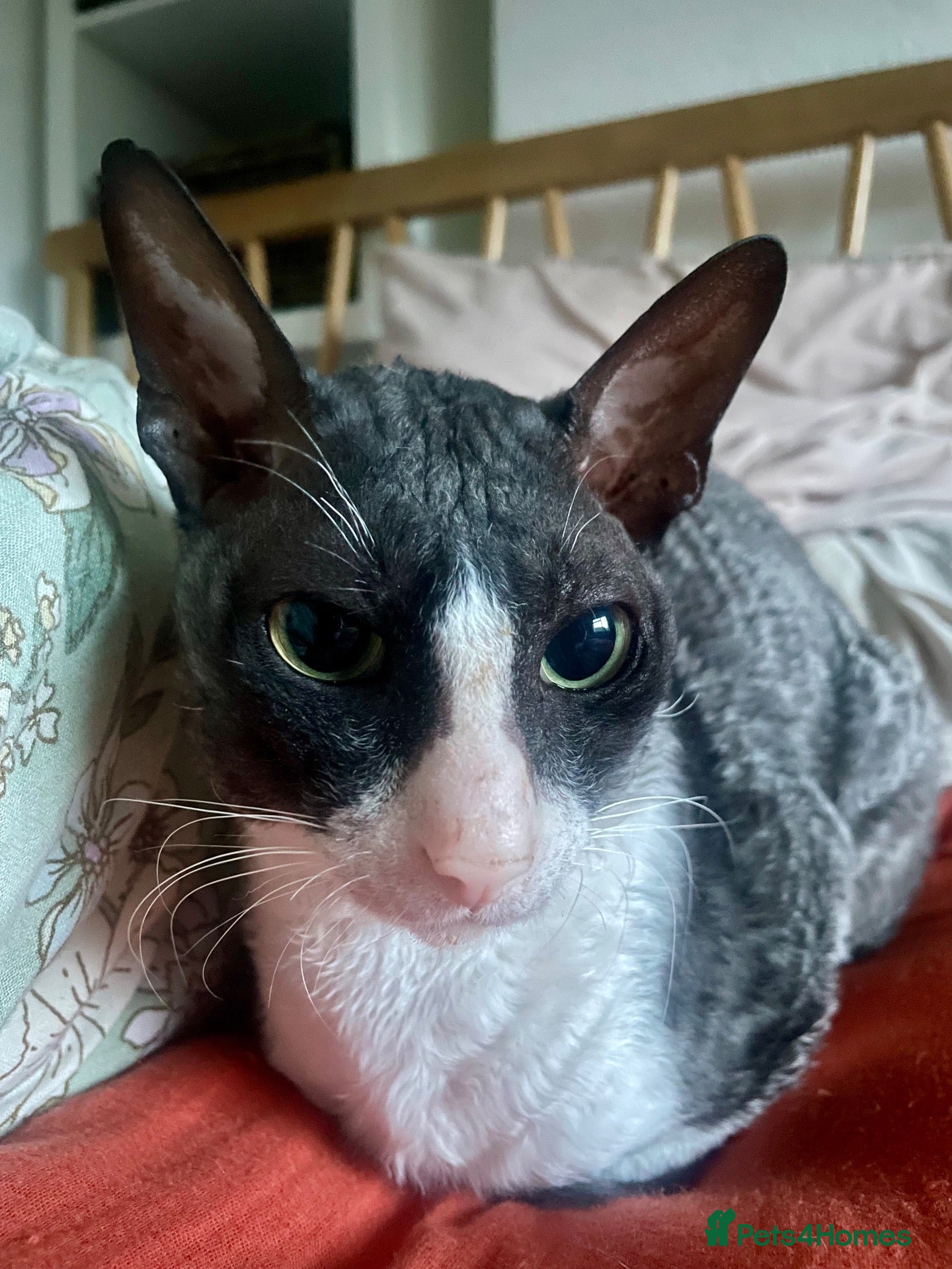 Cornish Rex cats Cornish Rex Boy Rehoming  - Advert 3