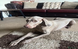 Weimaraner dogs for sale: Kc reg Weimaraner - Image 2