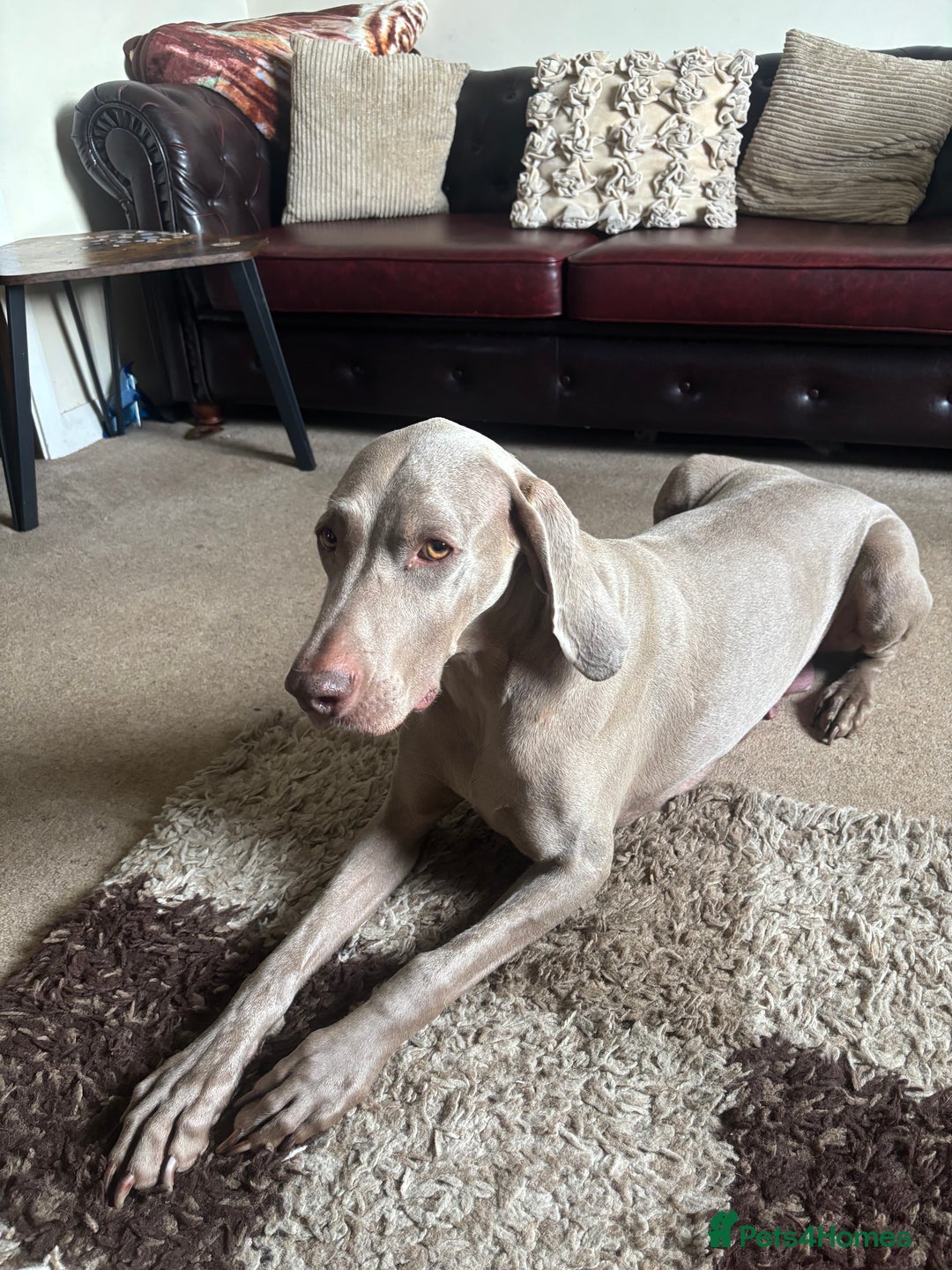 Weimaraner dogs for sale: Kc reg Weimaraner - Image 2