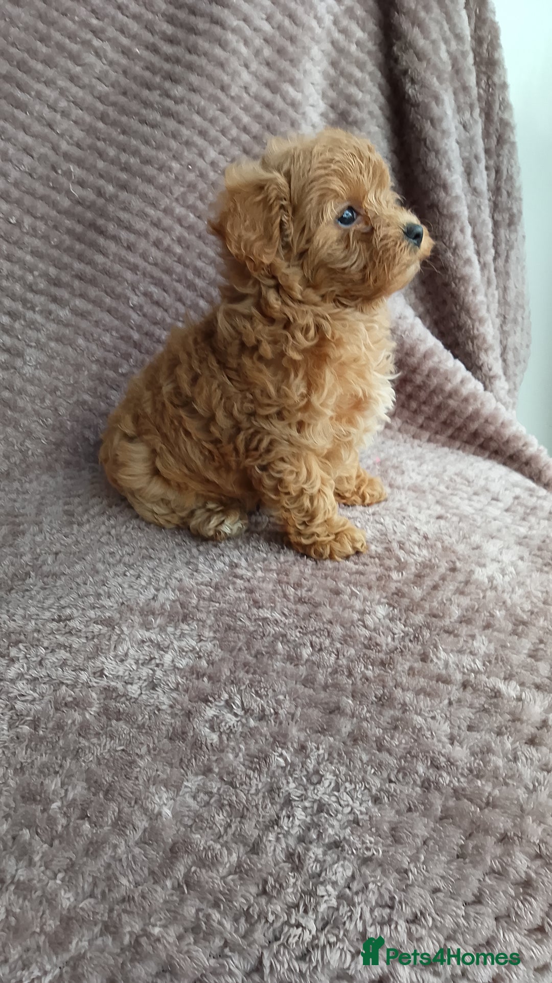 Maltipoo dogs for sale: F1 health tested toy (Asian) maltipoos🩷🩷 - Image 13