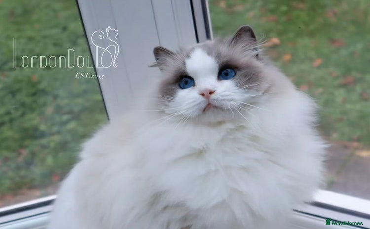 Ragdoll cats TICA 6 years old former breeding queen  - Advert 9