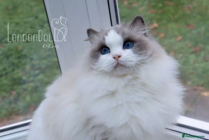 Ragdoll cats TICA 6 years old former breeding queen - Advert 9