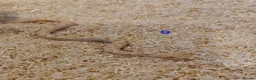 Snake reptiles for sale: CB25 Hognose Snakes, Ready Now, Albino, Conda - Advert 10
