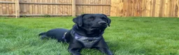 Labrador Retriever dogs for stud: Outstanding Working Line Black Labrador Retriever  - Advert 2