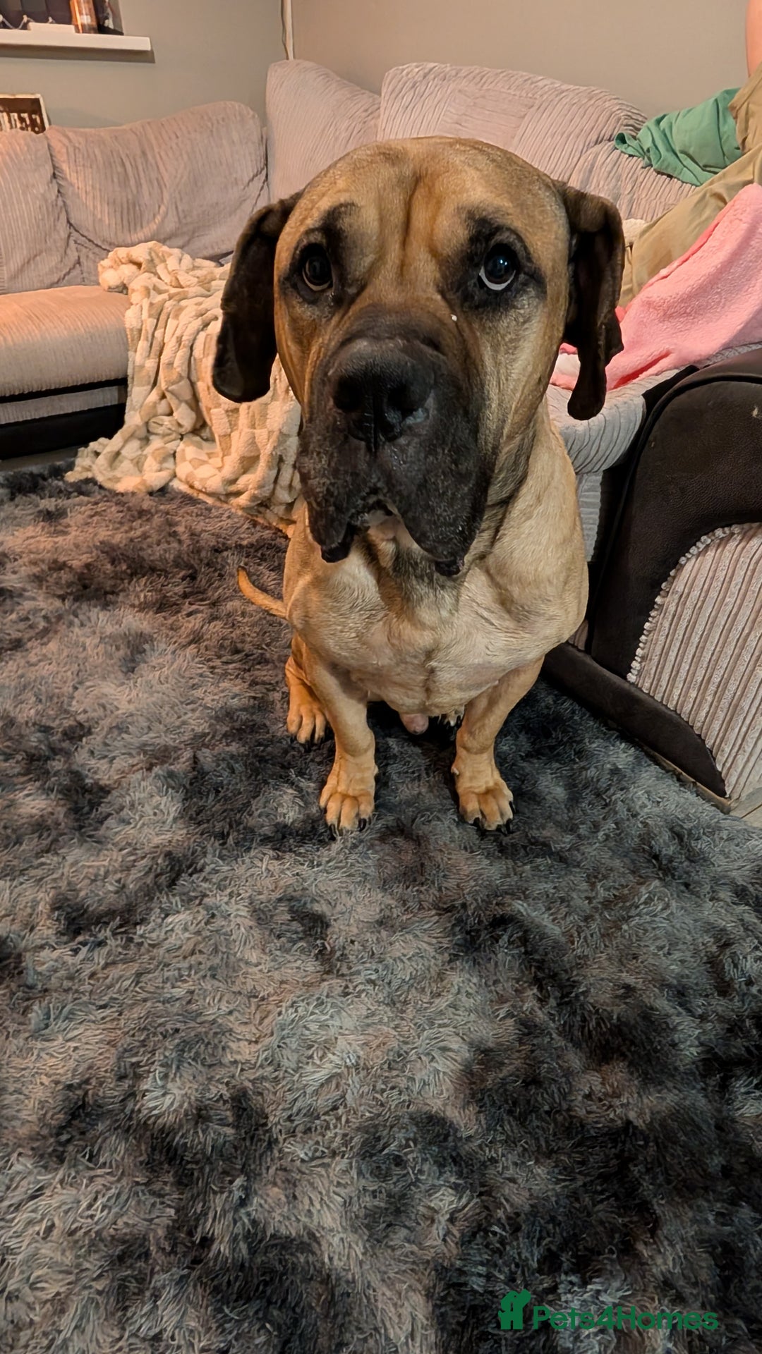 Bullmastiff dogs for sale: Bullmastiff  - Advert 5