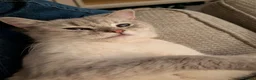 Mixed Breed cats for sale: Maine Coon x British Shorthair - Advert 5