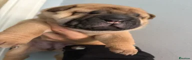 Shar Pei 3