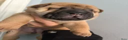 Shar Pei dogs for sale: Shar pei - Advert 3