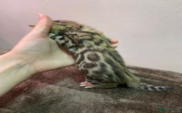 Bengal cats for stud: Stunning Male Bengal Stud 🌟TICA REGISTERED🌟 in Wolverhampton - Image 23