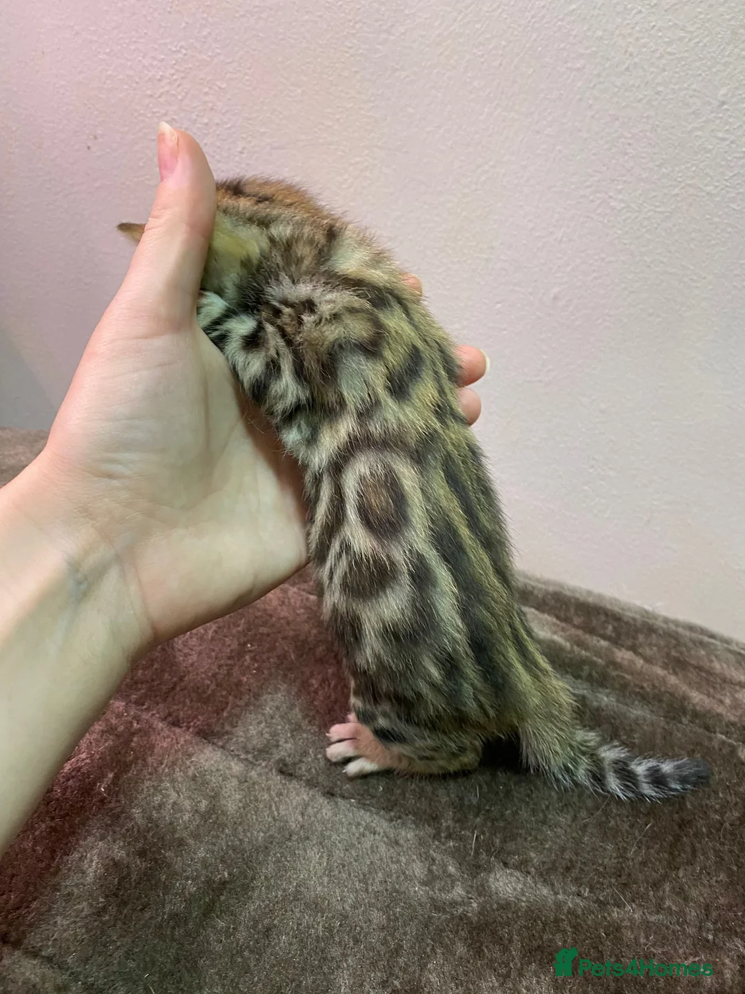 Bengal cats for stud: Stunning Male Bengal Stud 🌟TICA REGISTERED🌟 in Wolverhampton - Advert 23