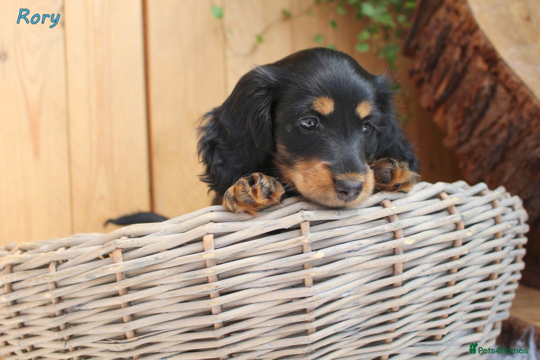 Miniature Dachshund dogs for sale: KC Health tested Licensed breeder 12 years exp - Image 36