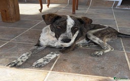 Mixed Breed dogs for adoption: 💔ELESE, the young dog that tried to give up life! - Image 1
