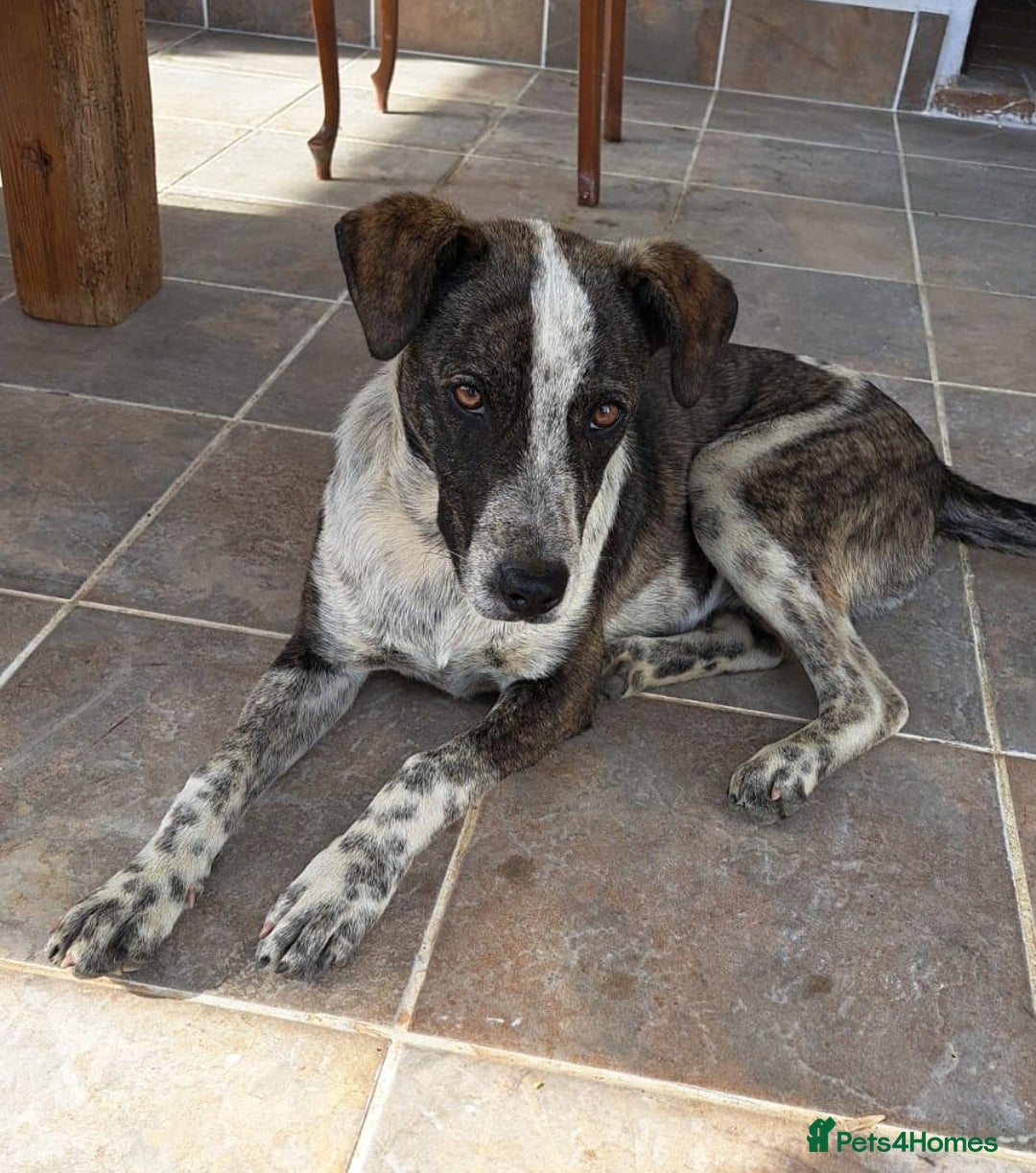 Mixed Breed dogs for adoption: 💔ELESE, the young dog that tried to give up life! - Image 1