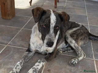 Mixed Breed dogs - Advert 11