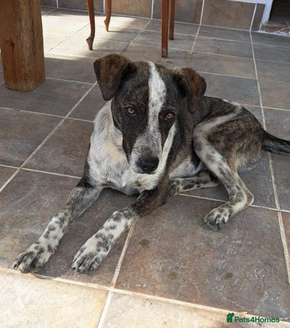 Mixed Breed dogs 💔ELESE in need of a loving home 🏡 - Advert 14