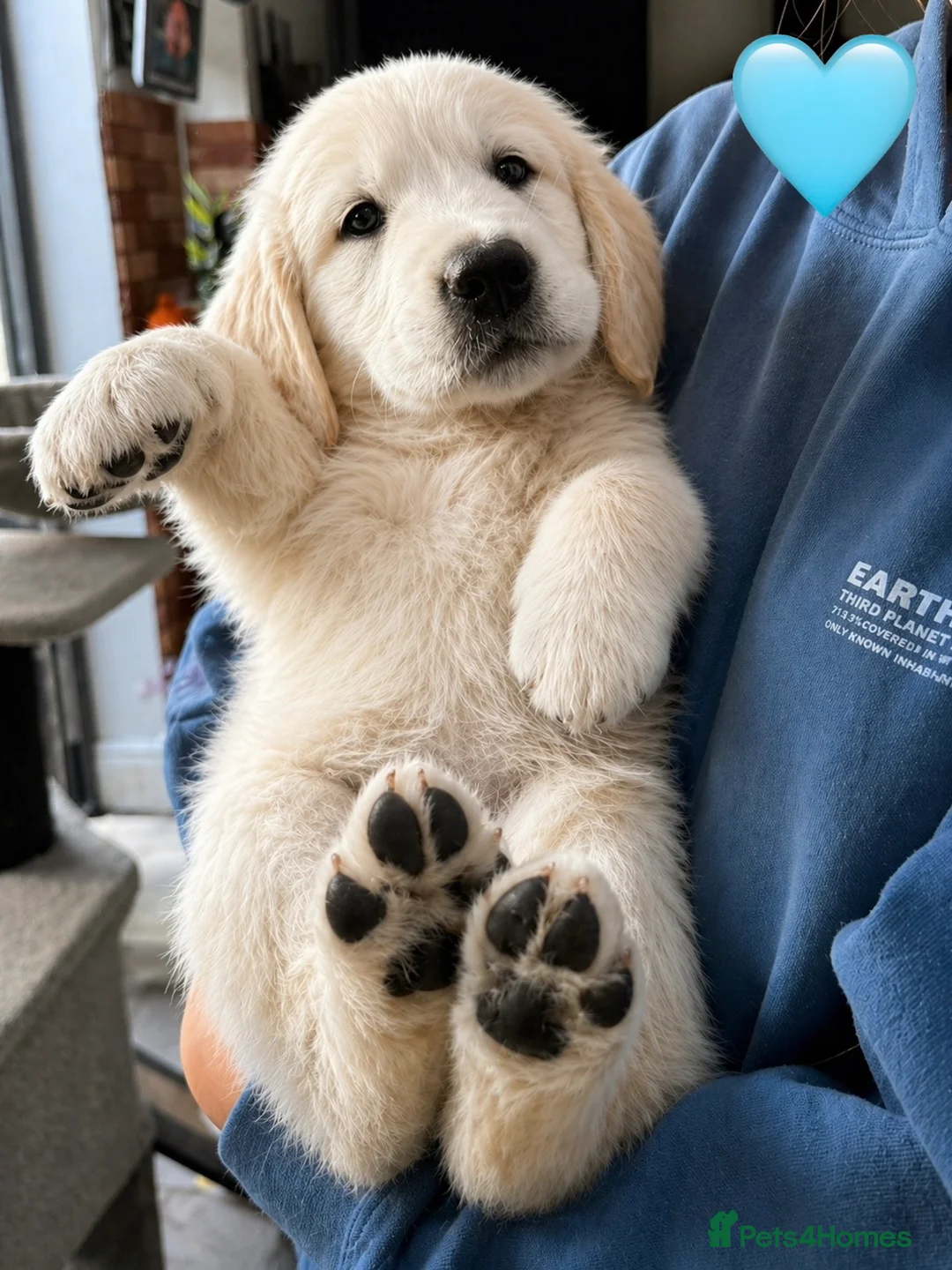 Golden Retriever dogs for sale: ***Exceptional MULTI Champions Bloodline Puppies in Sidcup - Advert 2
