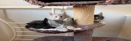 Maine Coon cats for sale: 4 beautiful and playful Maine Coon kittens - Advert 24