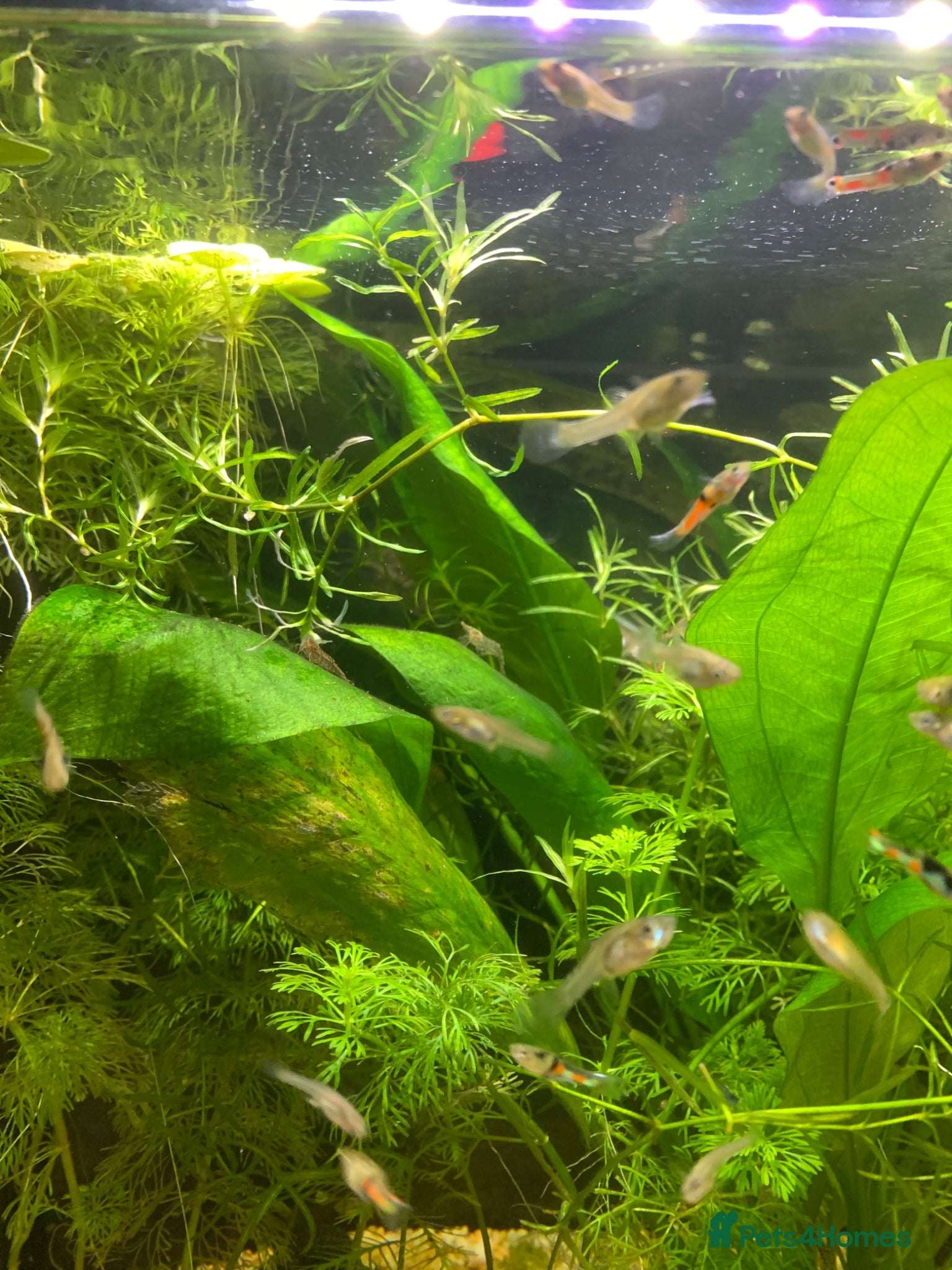 Live Bearers fish Mixed Sex and Mixed Age Endlers - Advert 1