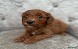 Cavapoo dogs for sale: F1 Cavapoo - Image 2