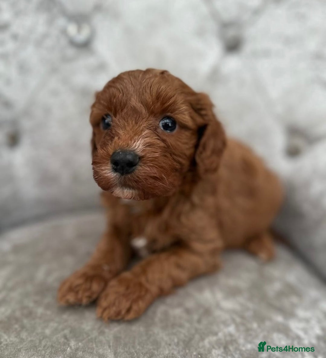 Cavapoo dogs for sale: F1 Cavapoo - Image 2