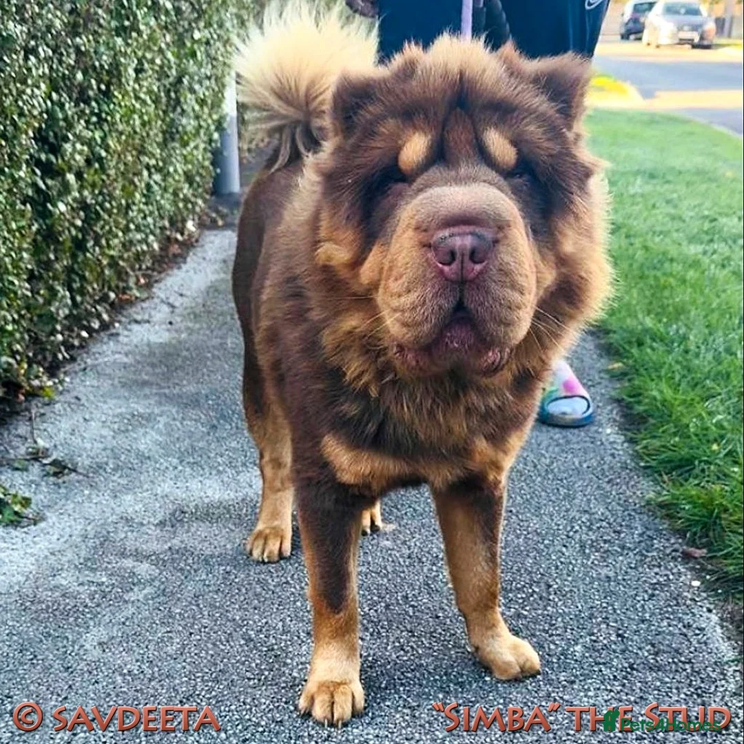 Shar Pei dogs for sale: Irresistible KC Reg Bear-coat Shar-Pei Puppies - Advert 7