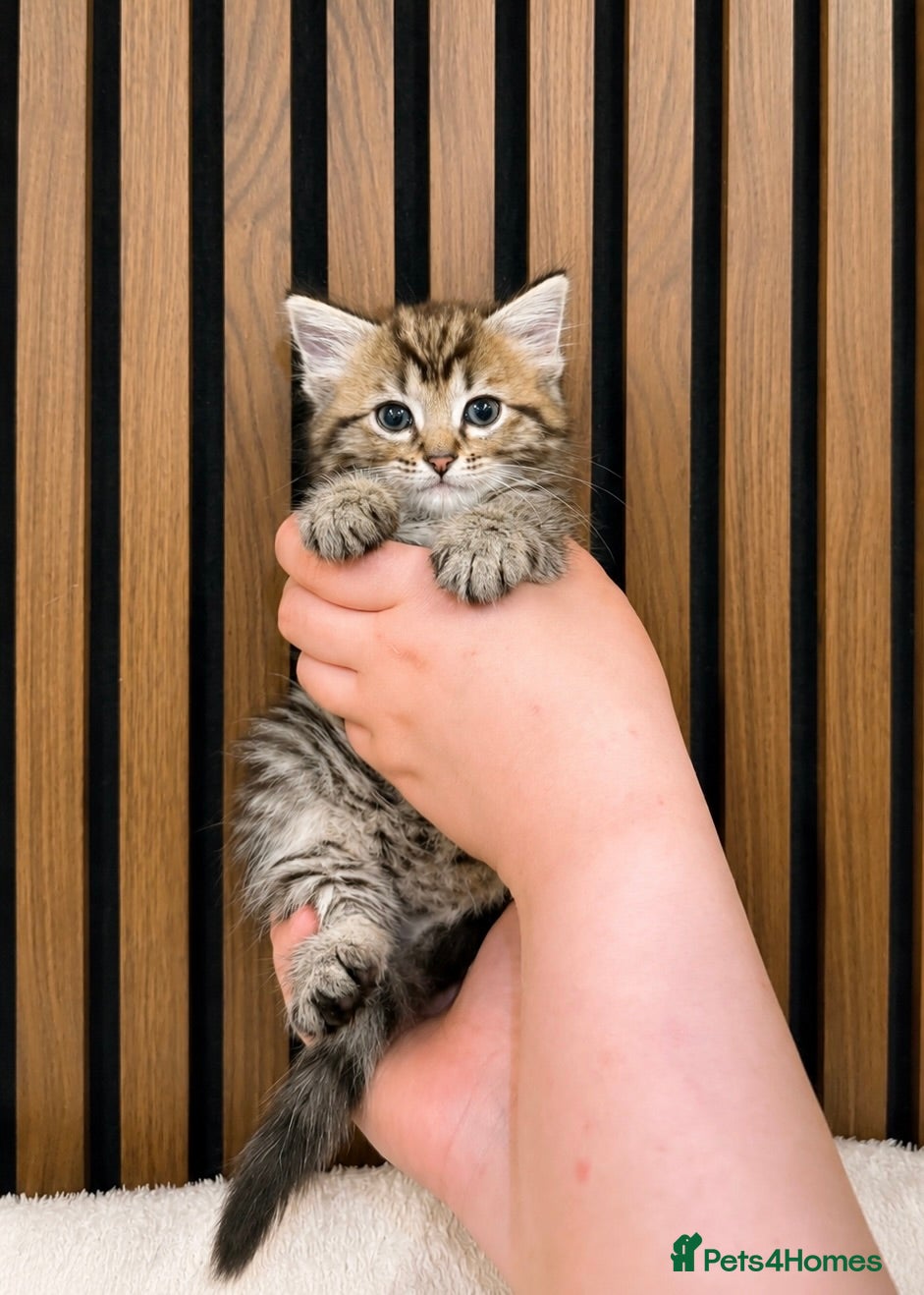 Ragdoll cats LAST ONE Stunning Ragdoll | Angel's Final Litter - Advert 1