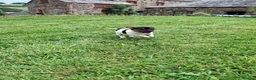 Jack Russell dogs for sale: Jack Russell pups  - Advert 16